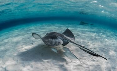 manta ray tour